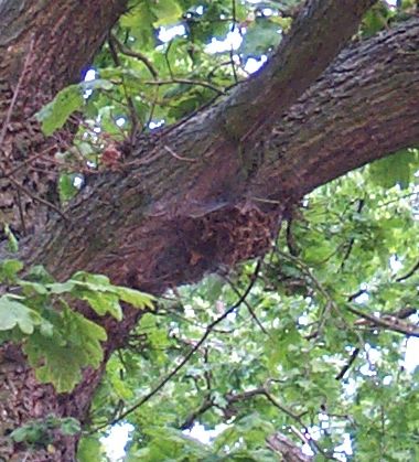 Eichenprozessionsspinner