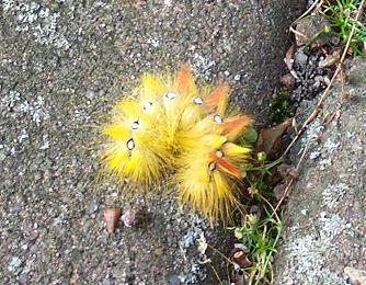 Gelbe Raupe