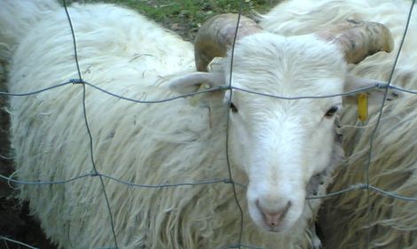 Ein Schaf oder war es eine Schnucke?