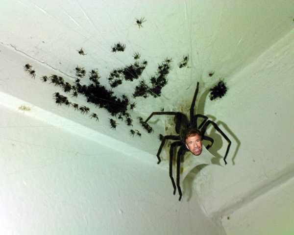 spider.jpg