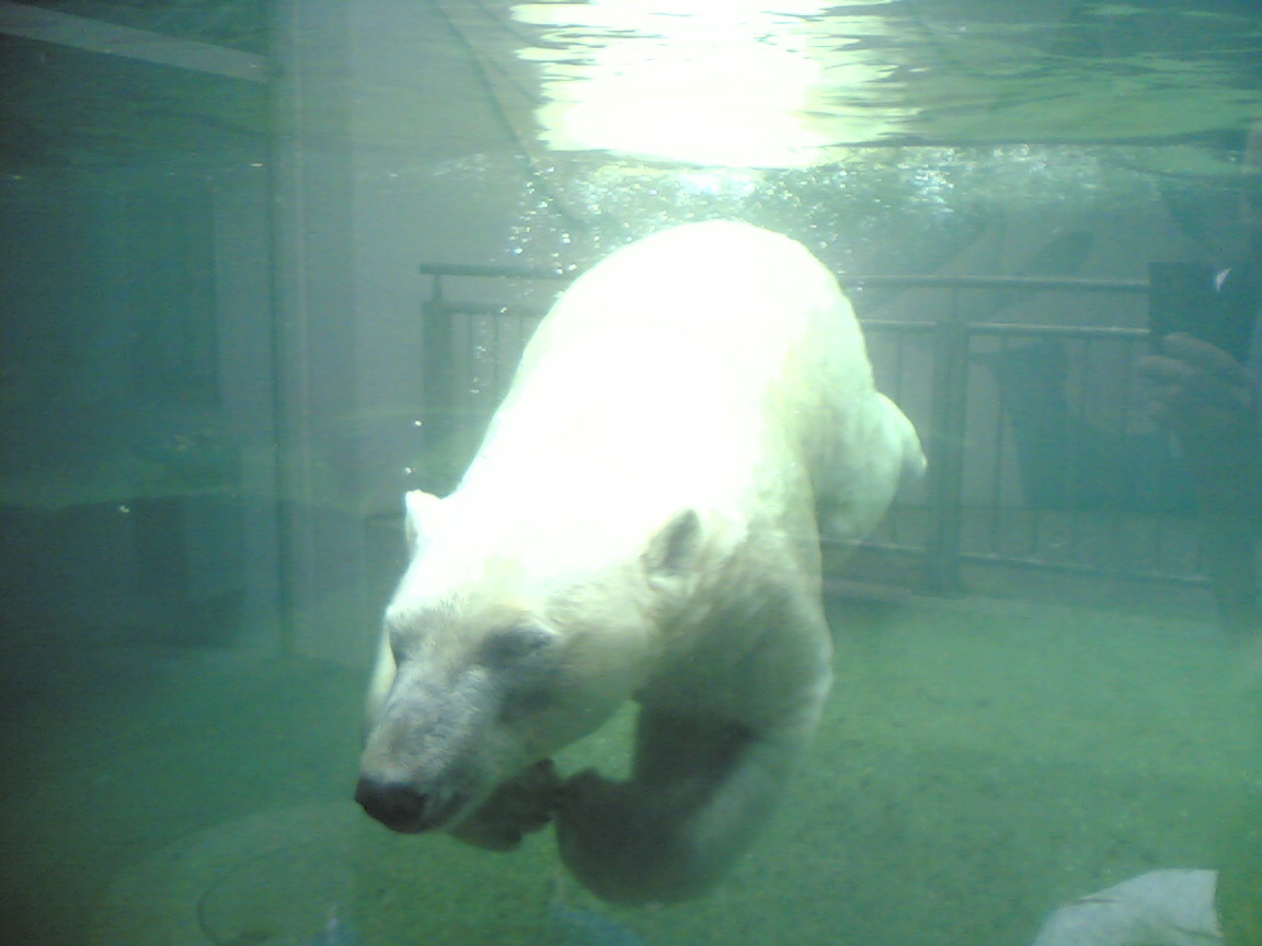 Eisbär im Nürnberger Tiergarten – Sebbis Blog